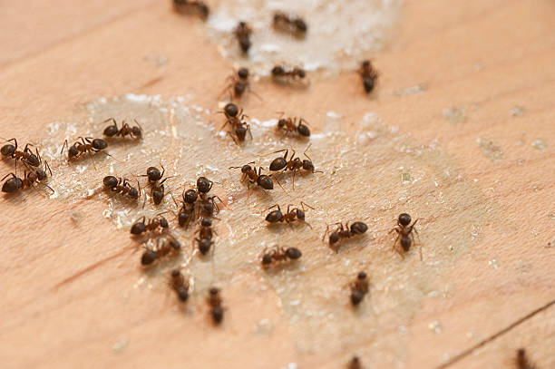 Best Pest Inspection Near Me  in Middletown, MD