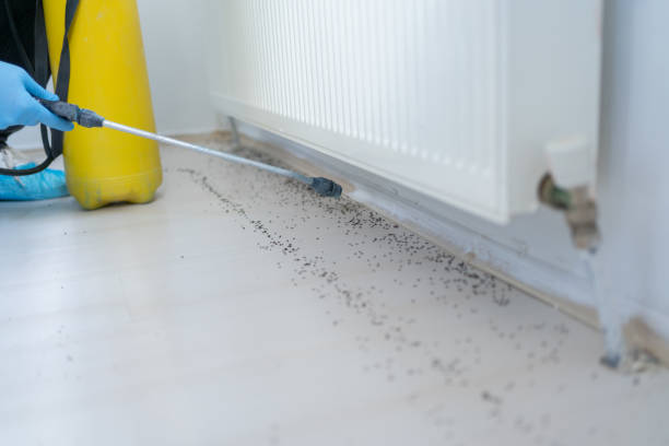 Trusted Middletown, MD Pest Control Experts